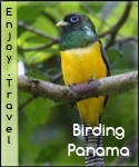 Birding at Panama