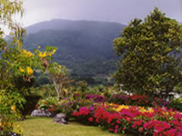 Flowers in Boquete