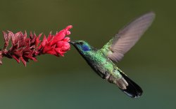 Green Violet-ear hummingbird in Boquete