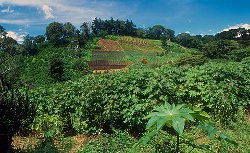 Boquete, Panama