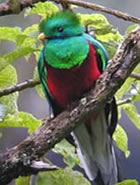 Quetzal in Panama